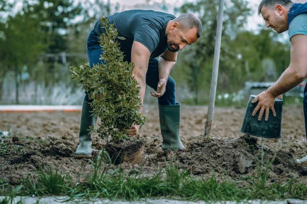 Tree Root Removal